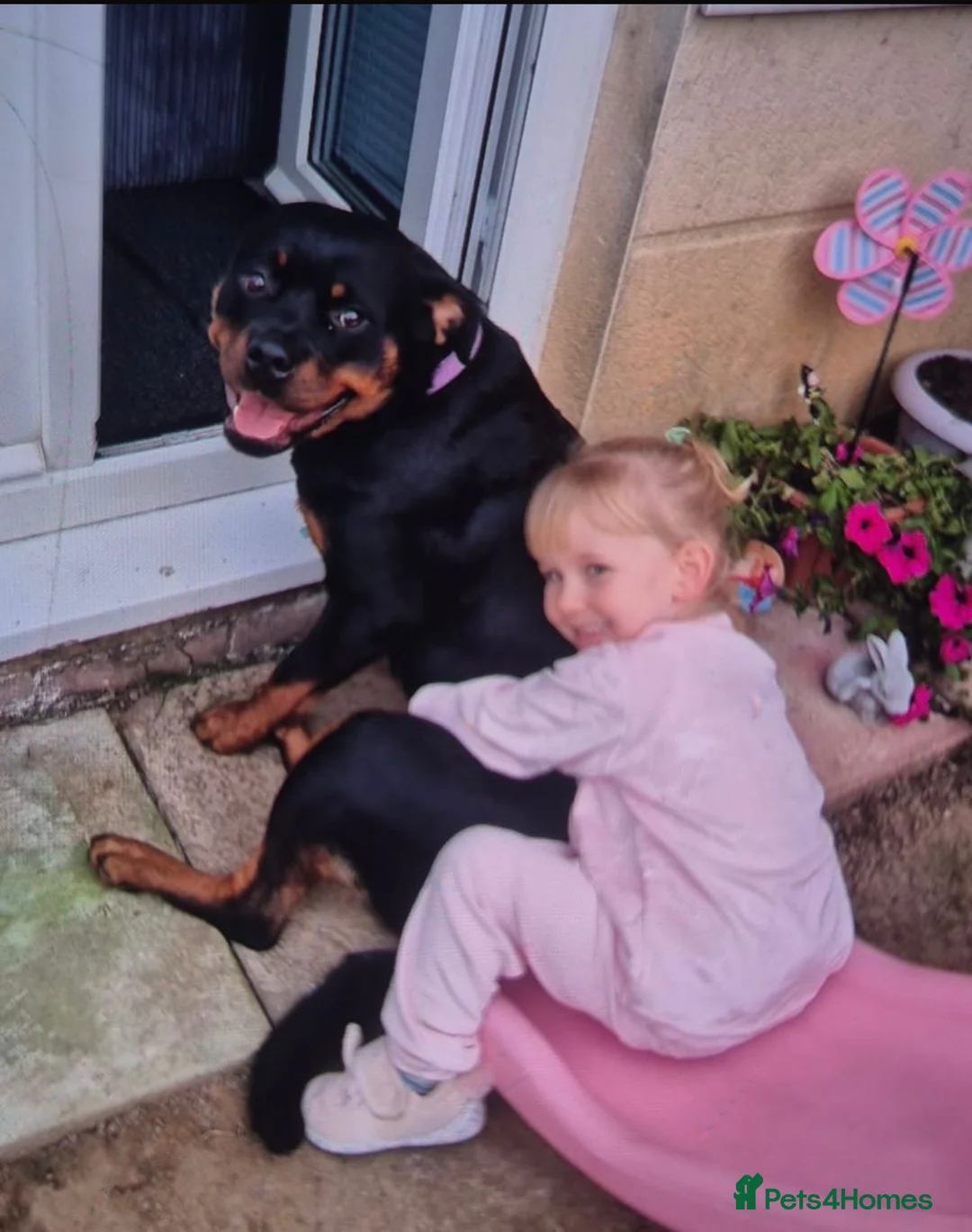 Rottweiler dogs for sale: Champion Bloodline Rottweiler Puppies in Colchester - Advert 2