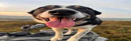 Borador dogs for sale: Collie x Labrador pups  in Llandrindod Wells - Advert 16