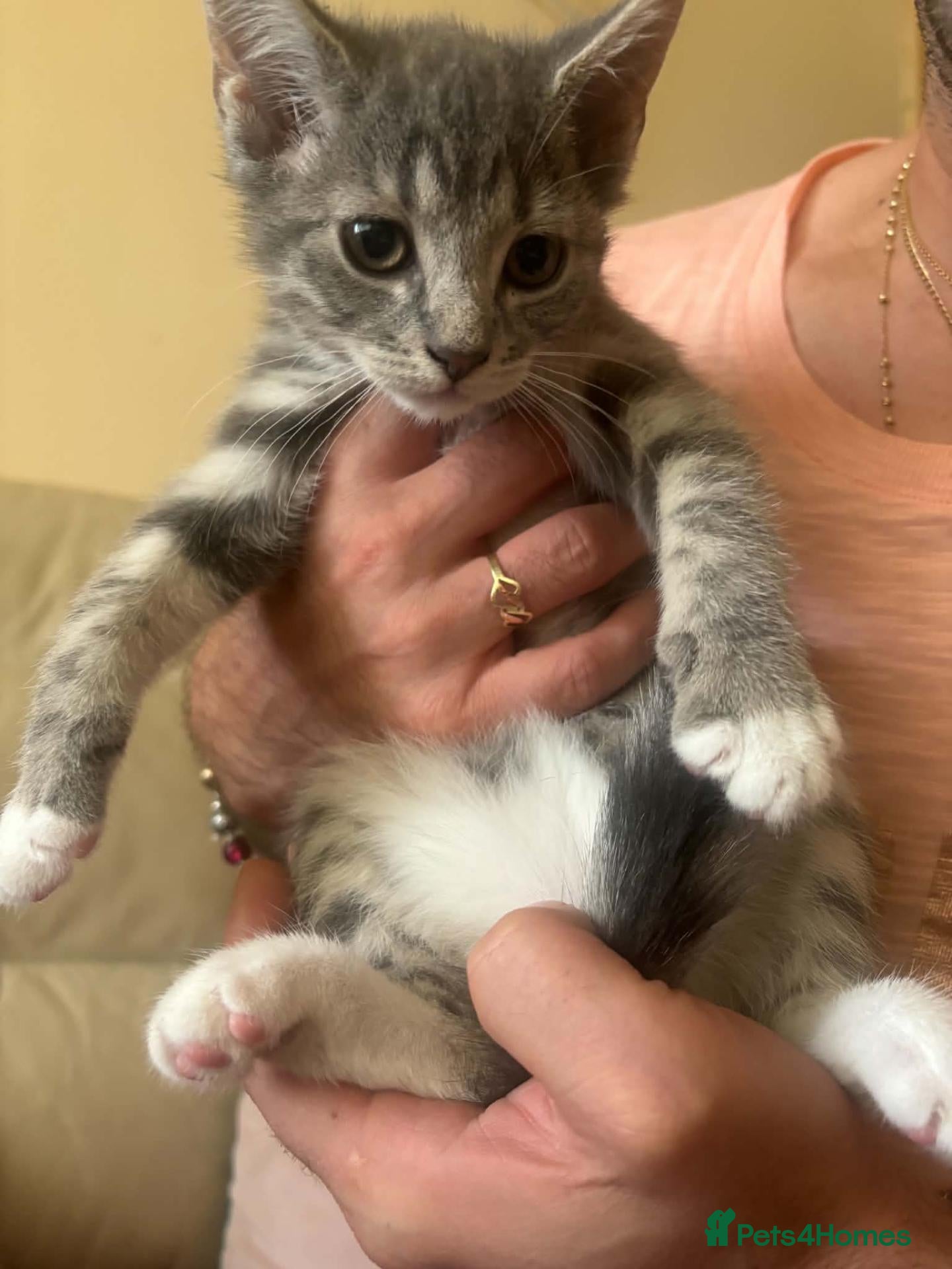 Mixed Breed cats Beautiful 10-Week-Old Female Kitten - Advert 3