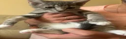 Mixed Breed cats for sale: Beautiful 10-Week-Old Female Kitten - Advert 1
