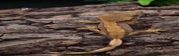 Gecko reptiles for sale: Juvenile Crested Geckos with full Lineage - Advert 7