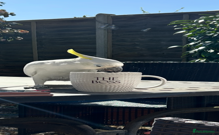 Cockatoo birds - Advert 1