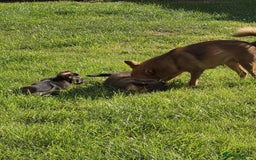 Pomchi dogs for sale: 4 Beautiful 8 week old pomchi puppies  - Image 8