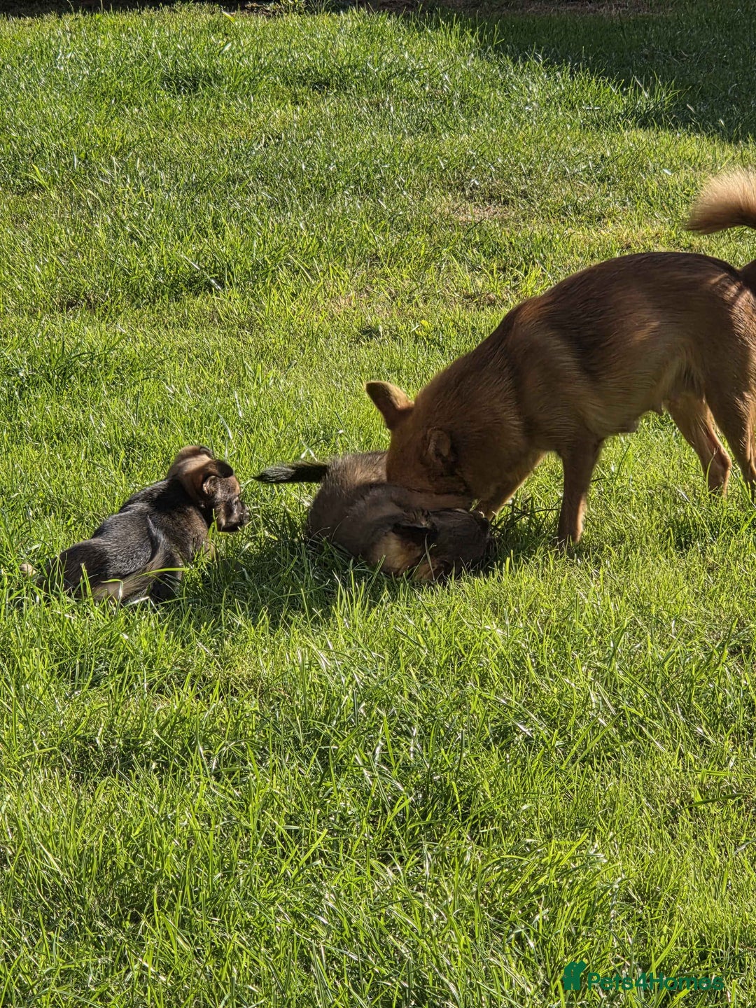 Pomchi dogs for sale: 4 Beautiful 8 week old pomchi puppies  - Image 8
