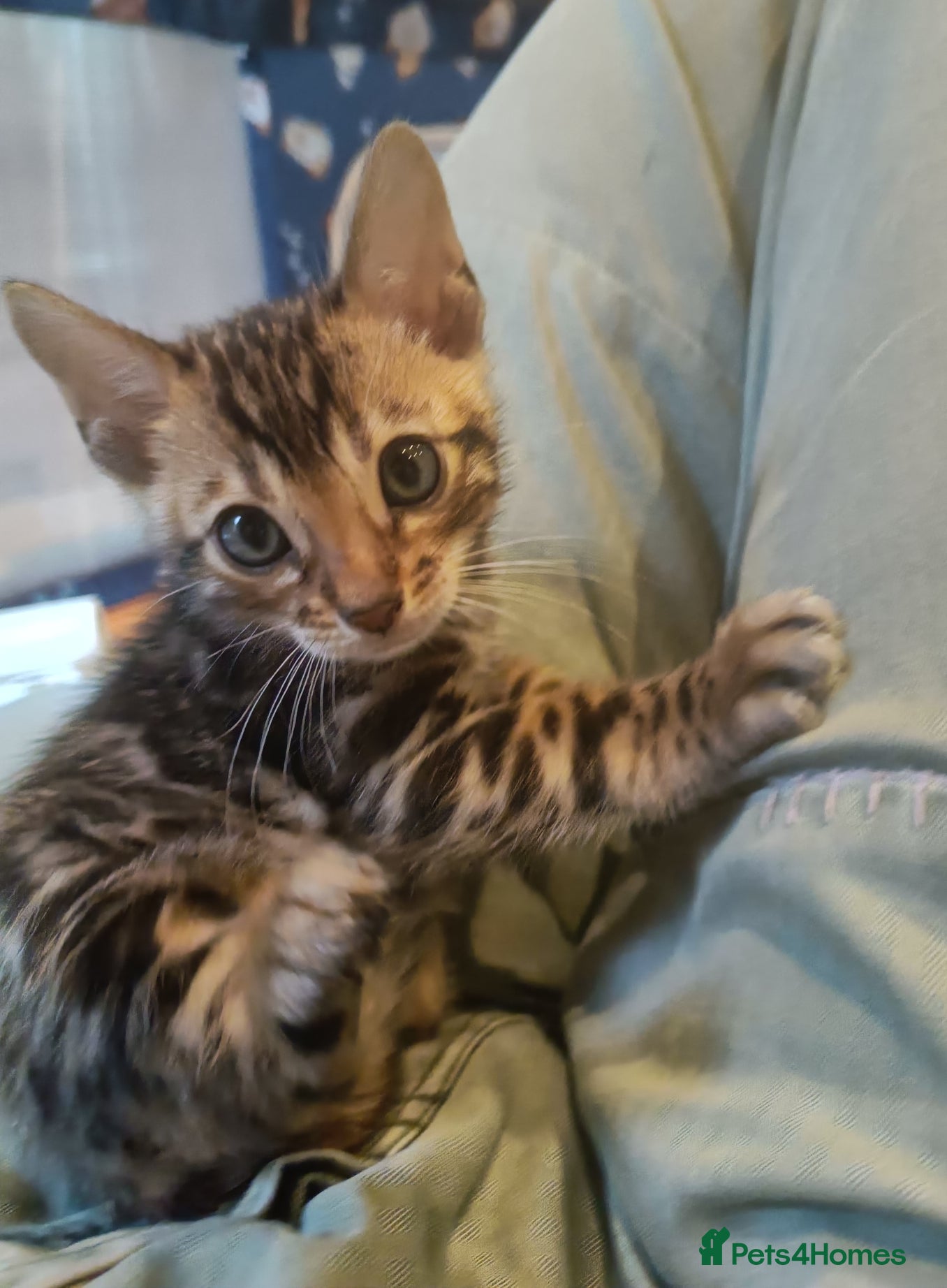 2. Brown darker spotty boy