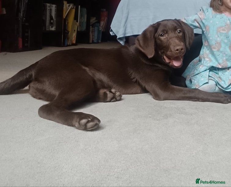 Labrador Retriever dogs Rehoming Labrador  - Advert 15