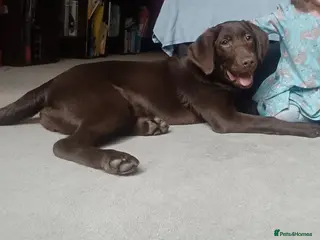 Labrador Retriever dogs Rehoming Labrador - Advert 15