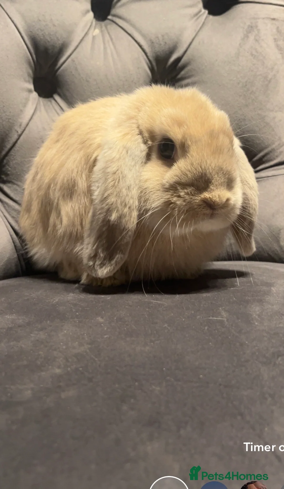 Mini Lop rabbits for sale: Mini lop baby  - Advert 3