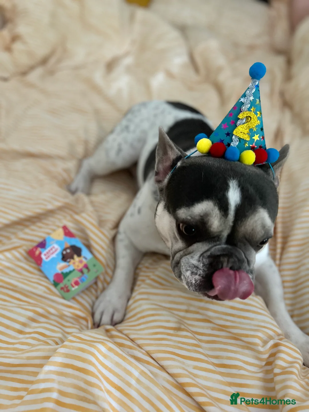 French Bulldog dogs for sale: Frenchie for rehoming - Advert 2