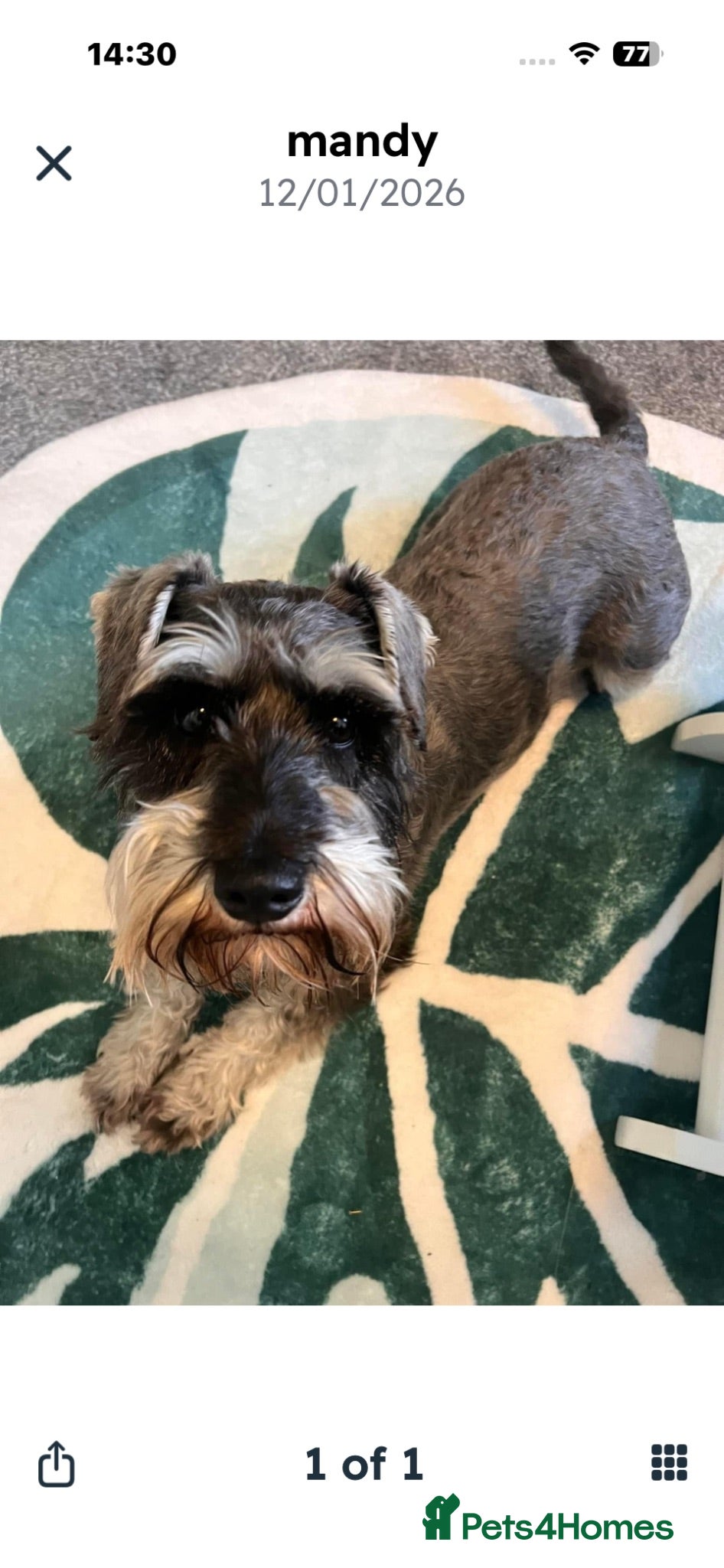 Miniature Schnauzer dogs Miniature schnauzer  - Advert 2