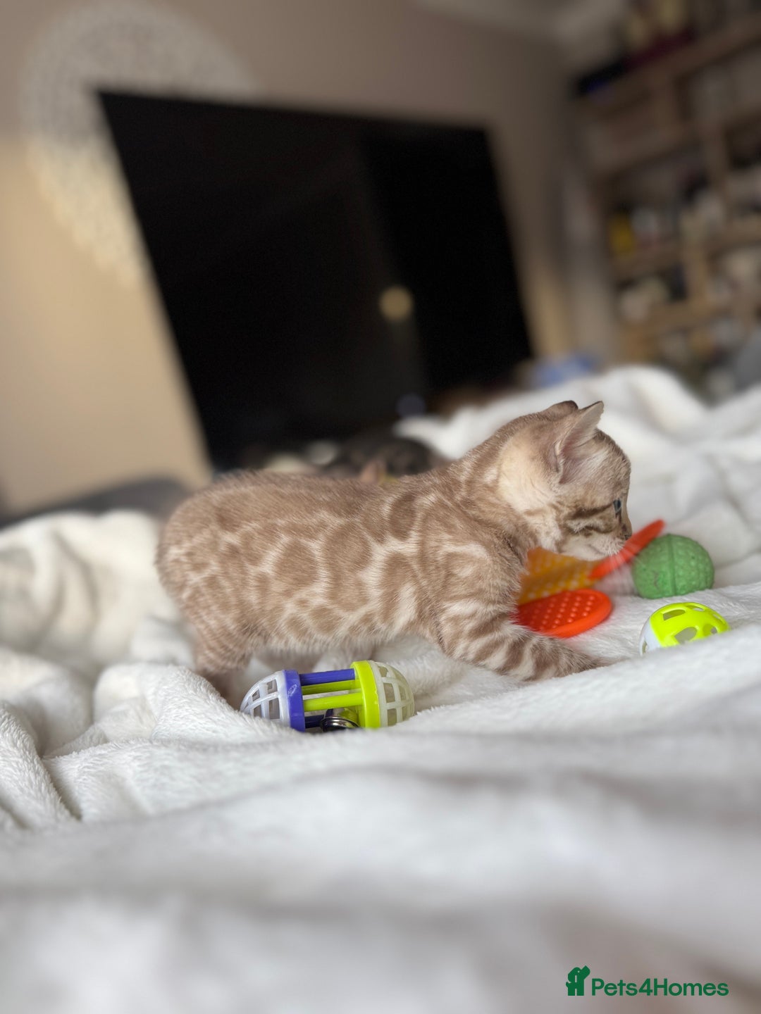 Bengal cats for sale: Purebred Bengal Kittens – Ready for Loving Homes - Advert 6