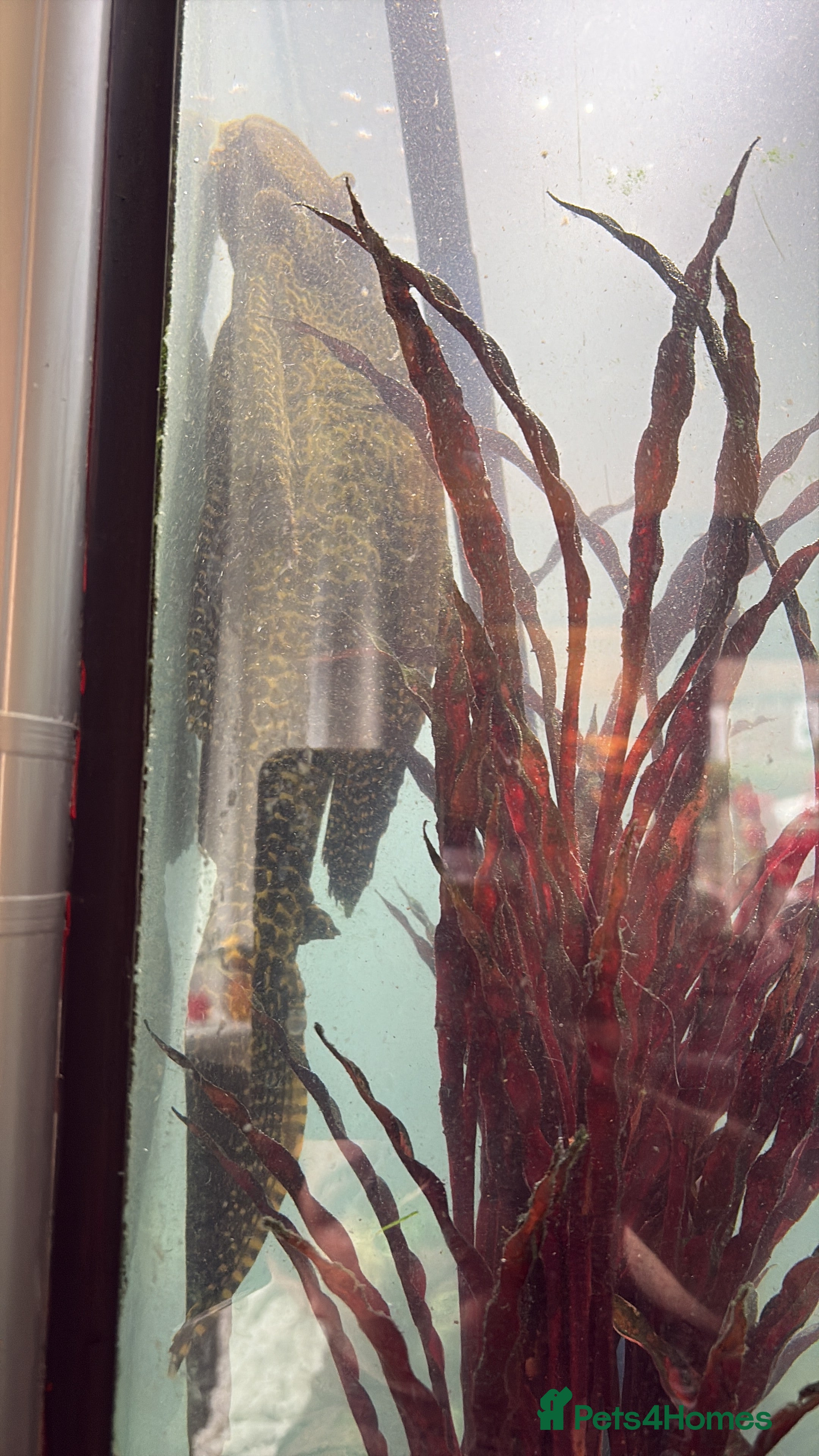 Cichlids fish Gibbiceps Pleco Catfish  - Advert 21