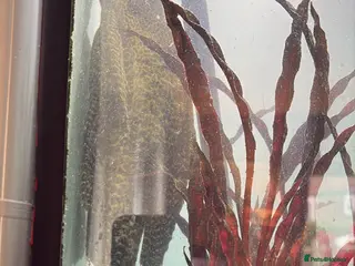 Cichlids fish Gibbiceps Pleco Catfish - Advert 21