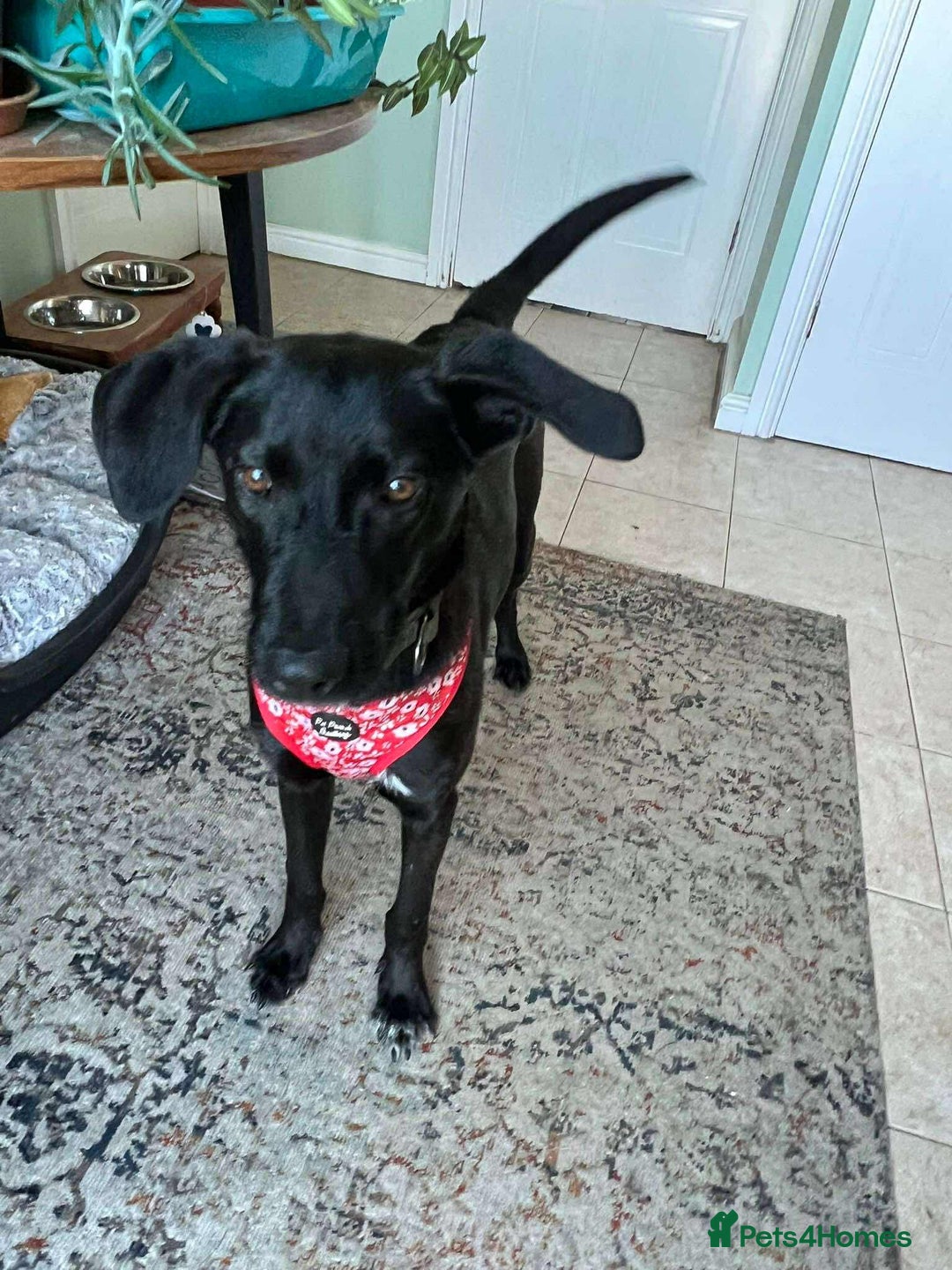 Whippet dogs for adoption: ASH-12 months,Medium,playful/friendly/loves people - Image 2