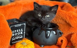 RagaMuffin cats for sale: Black Ragamuffin Kittens - Image 11