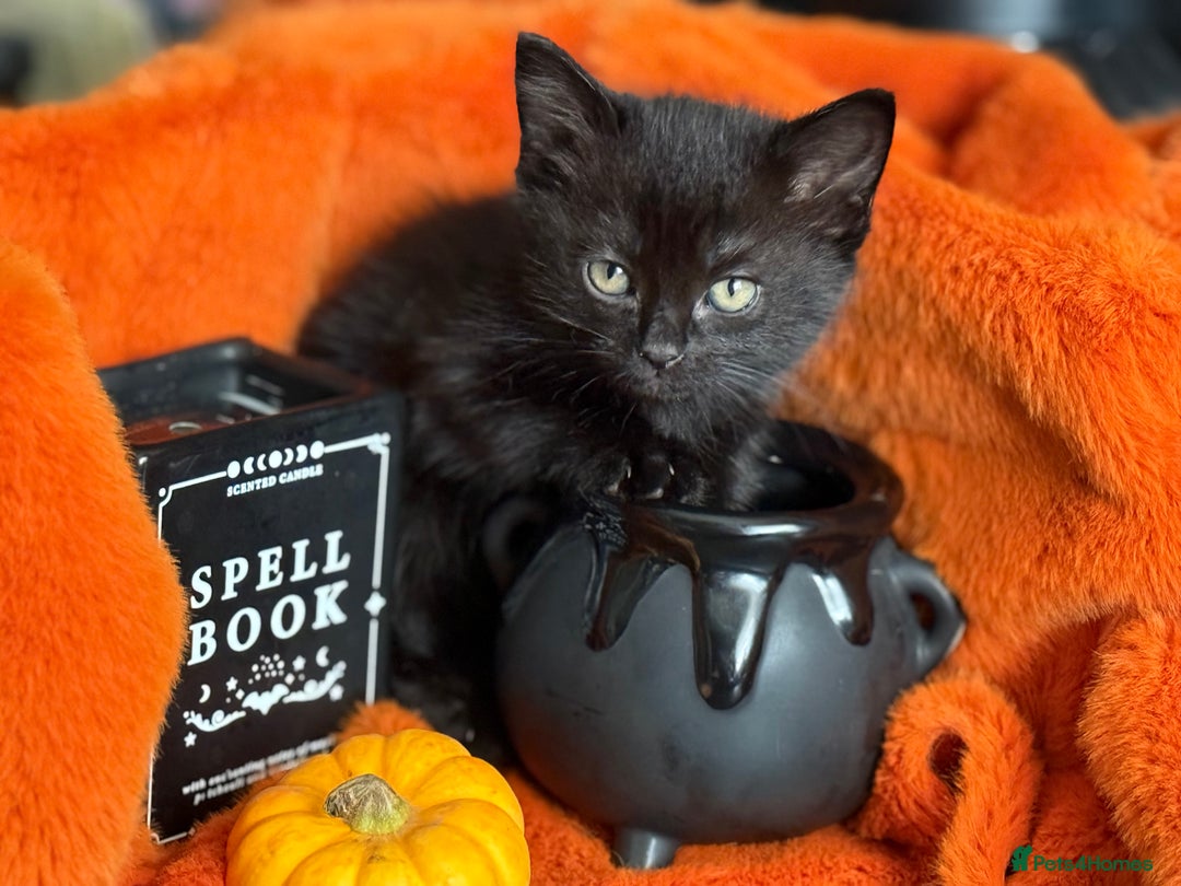 RagaMuffin cats for sale: Black Ragamuffin Kittens - Image 11