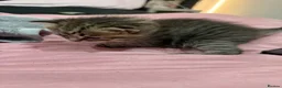 Mixed Breed cats for sale: Beautiful BSH × Siberian Kittens🤍 in Oldham - Advert 12