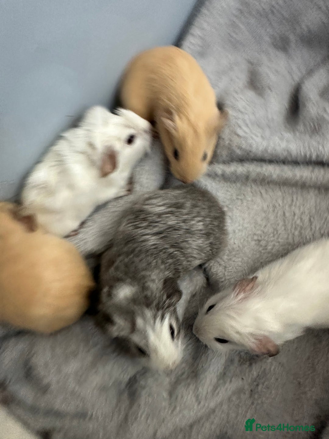 Guinea Pig rodents for sale: Baby guinea pigs  - Image 9