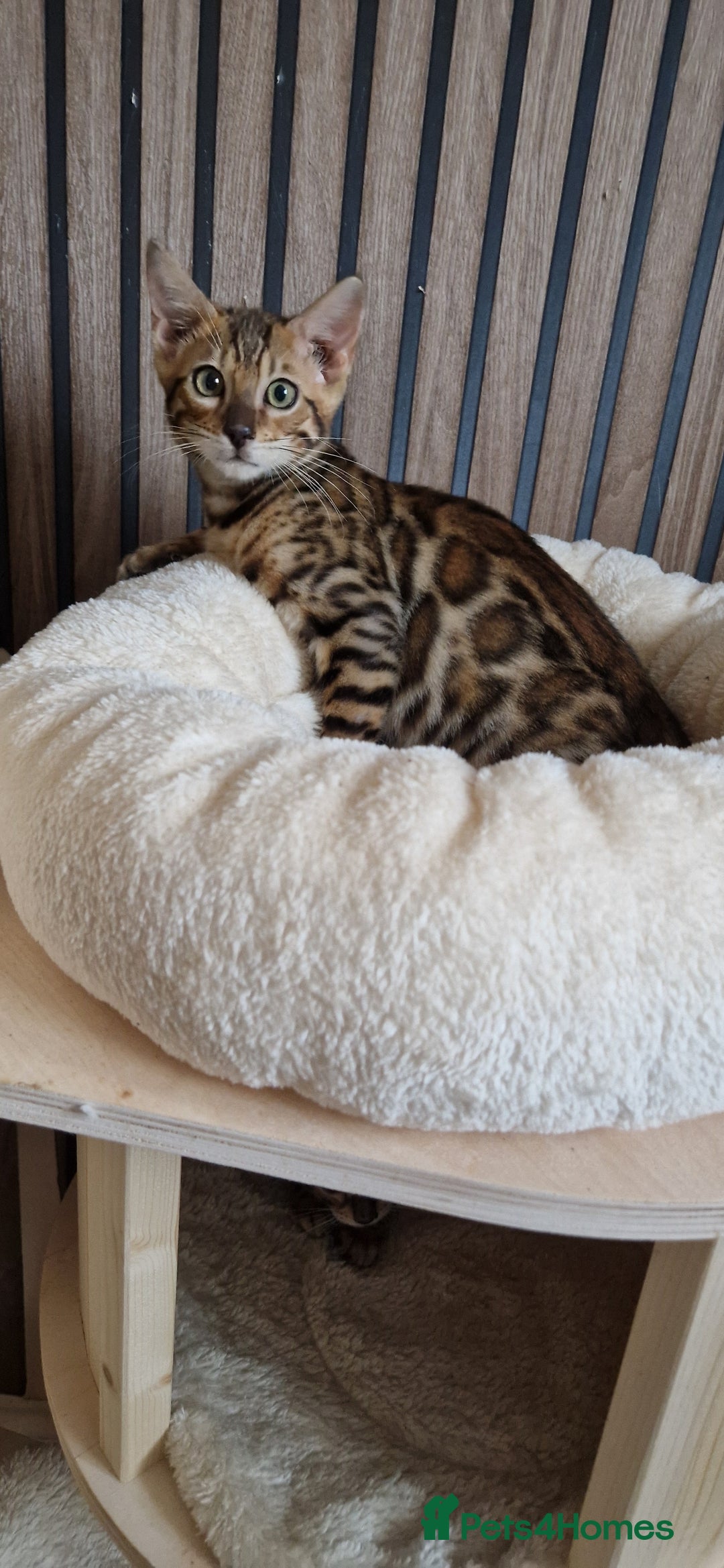 Bengal cats for sale: Beautiful kitten❤️Ready to go 😍  - Advert 15