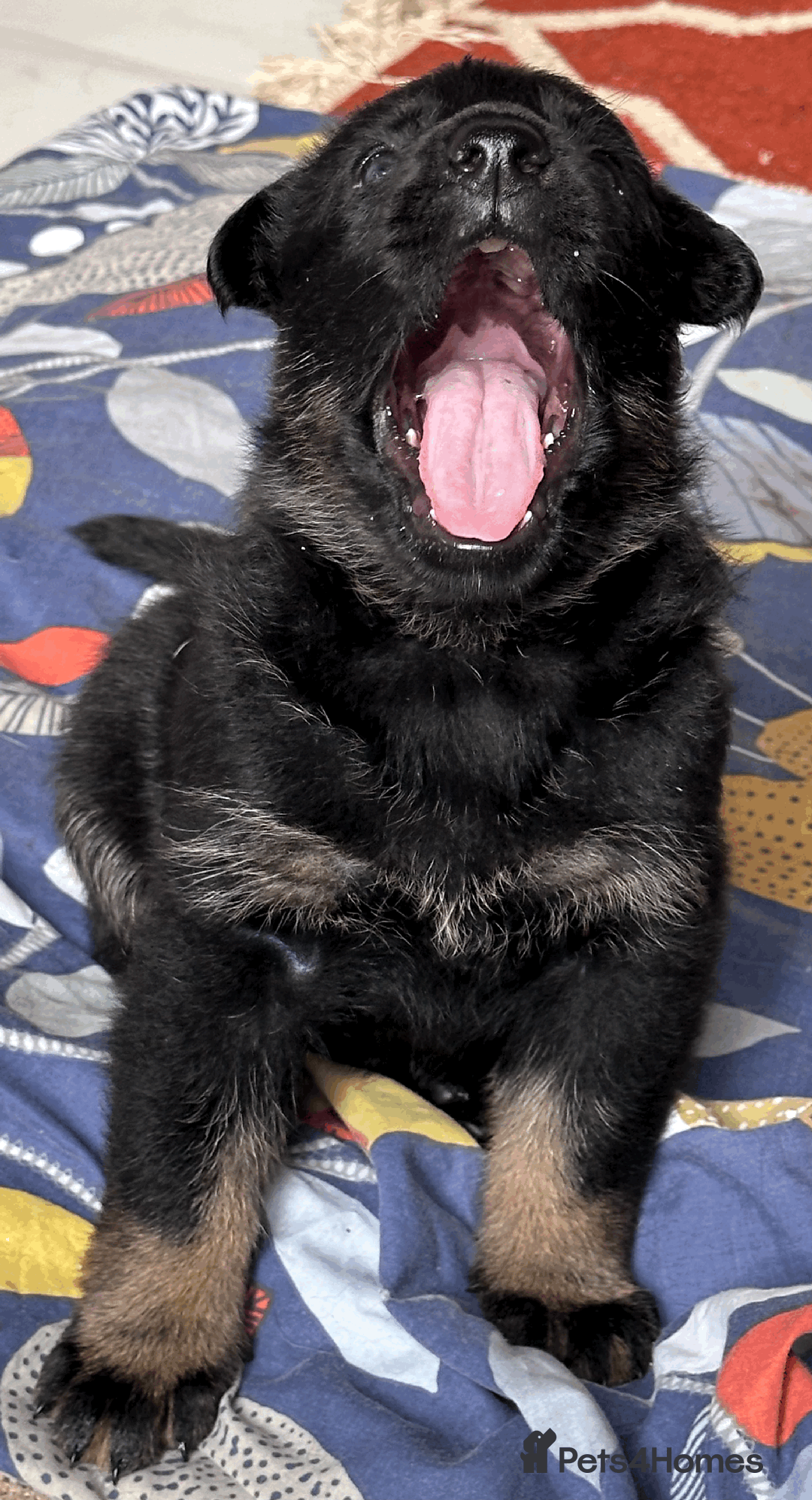 German Shepherd dogs for sale: FIVE EXCLUSIVE GSD PUPS, HOME RARED AND BRED. - Advert 12