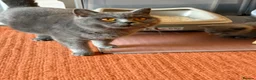 British Shorthair cats for sale: British Shorthair kittens open for reservations  - Advert 3