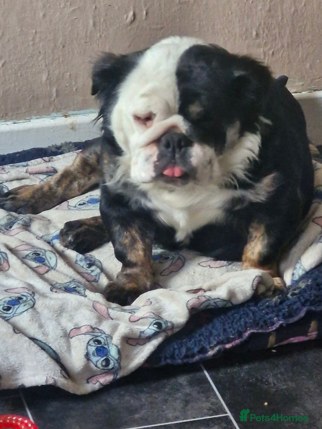 English Bulldog dogs for sale: Fluffy english bulldog female 2yrs born 2023 - Image 9