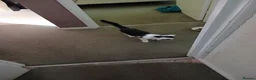 Mixed Breed cats for sale: Tiny male kitten,  black and white in Market Harborough - Advert 7