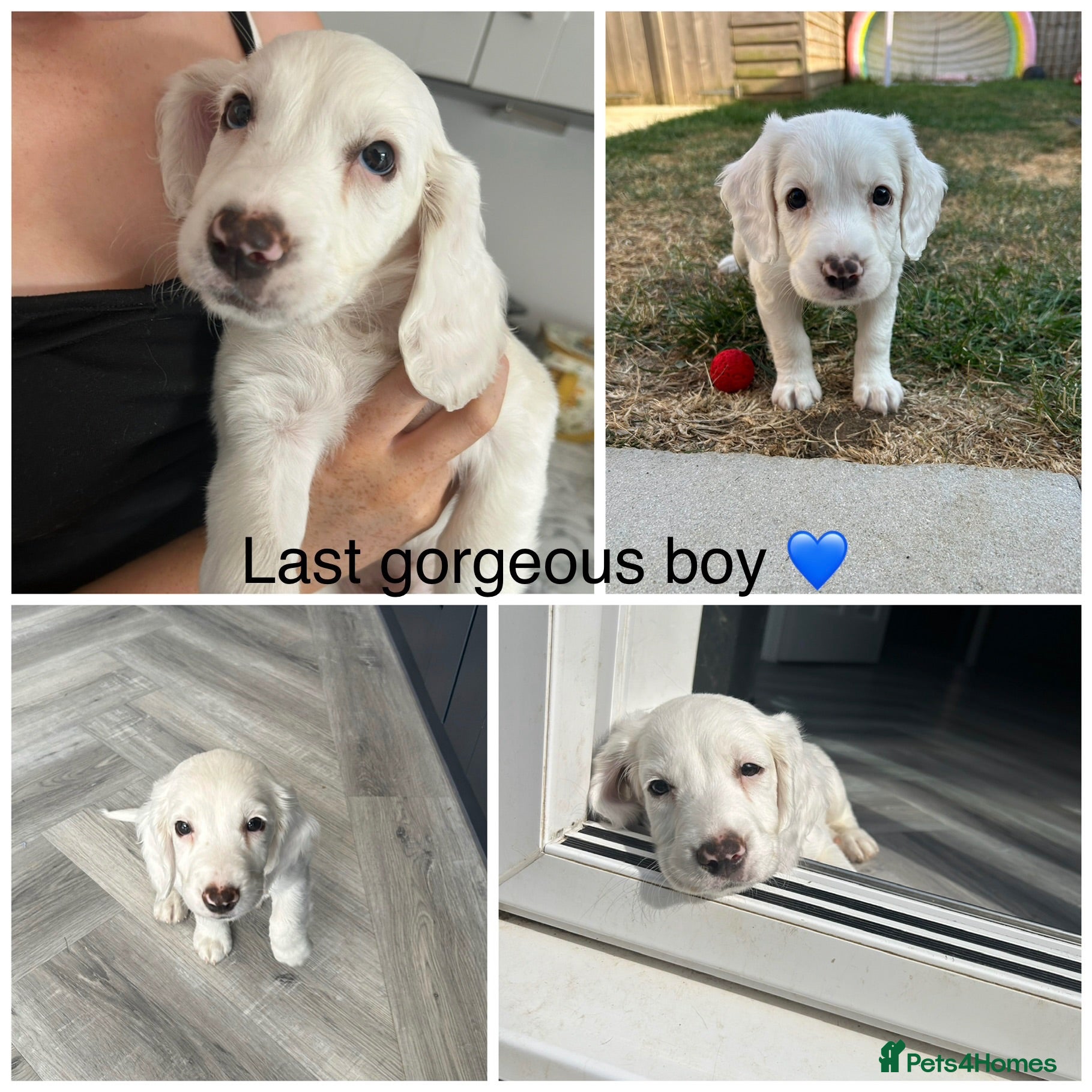 Sprocker dogs ✨Last white boy ready to Leave!✨Sprocker Spaniels✨ - Advert 18