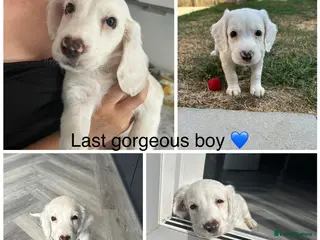 Sprocker dogs ✨Last white boy ready to Leave!✨Sprocker Spaniels✨ - Advert 18