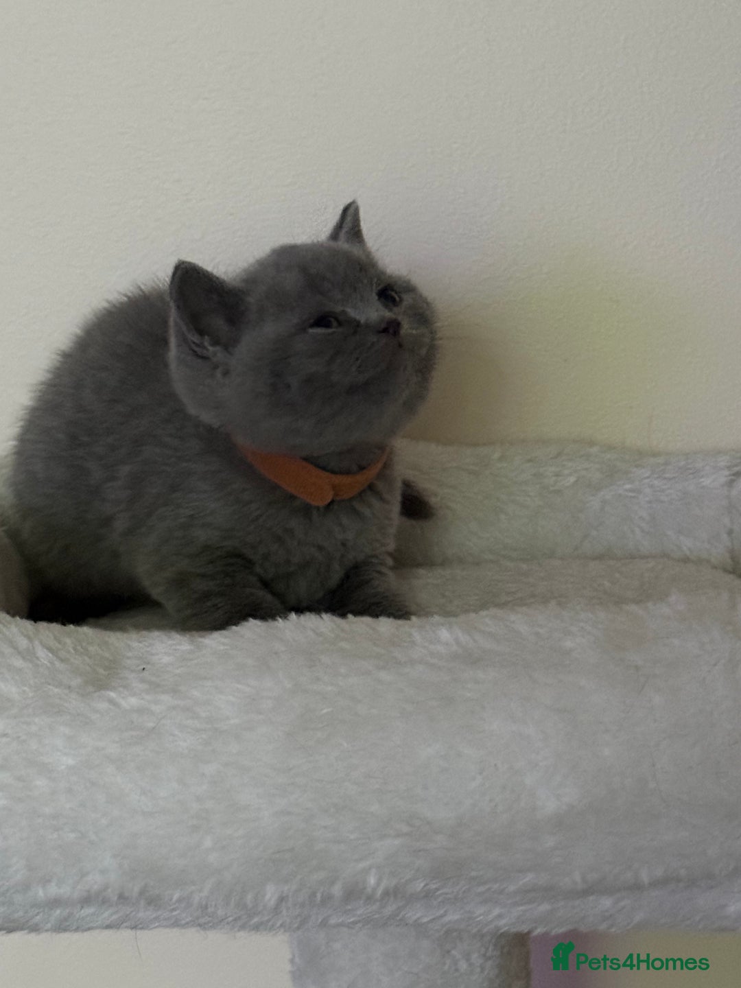 British Shorthair cats for sale: british shorthair kittens  - Advert 7
