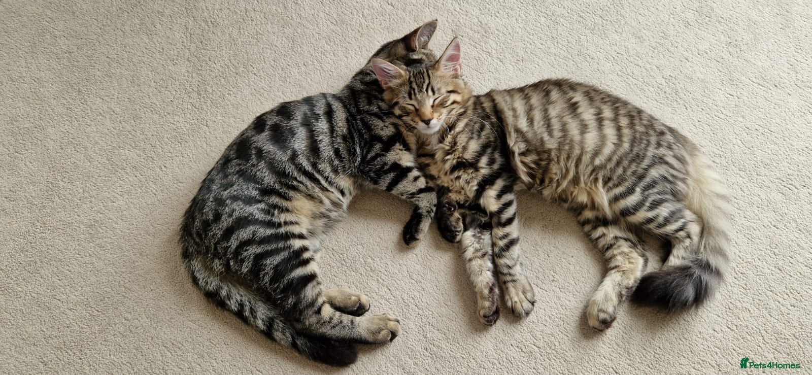 Mixed Breed cats 2 x male cats - Advert 1