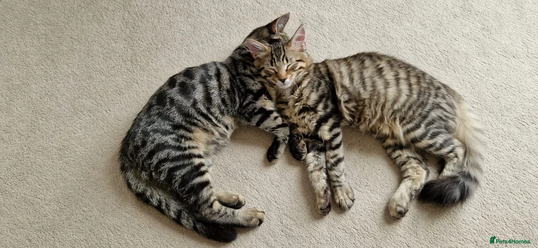 Mixed Breed cats for sale: 2 x male cats - Advert 1