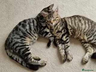 Mixed Breed cats 2 x male cats - Advert 3