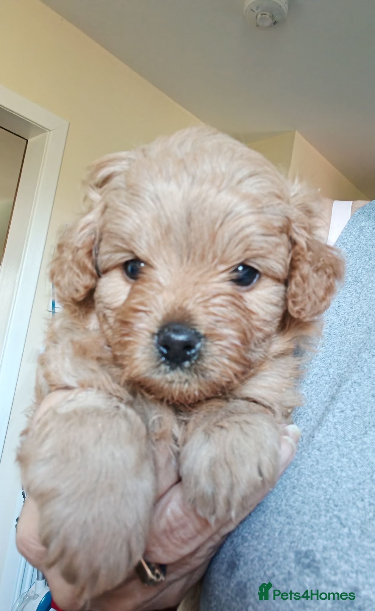 Pomapoo dogs Goldilocks and 3 little  curly black bears.  - Advert 3