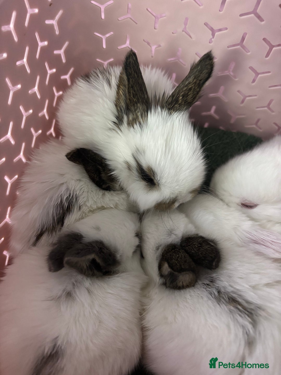 Mixed Breed rabbits for sale: 7 Gorgeous mixed dwarf hotot minilops  - Advert 14