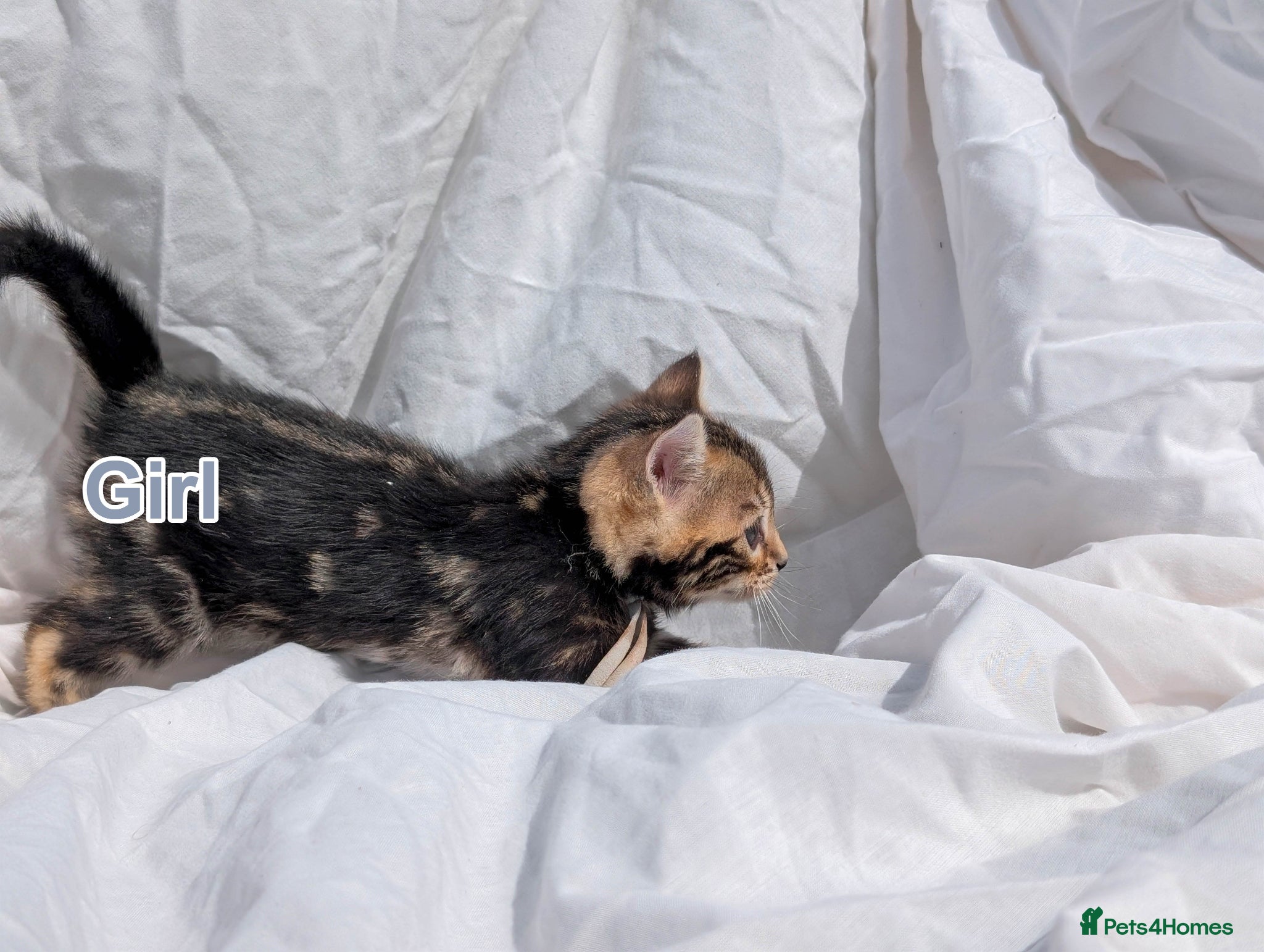 Bengal cats Bengal Kittens TICA | Glitter | Health Tested - Advert 1