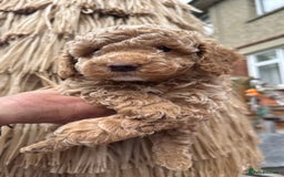 Cockapoo dogs for sale: SMALL COCKAPOO BABYS - Image 6