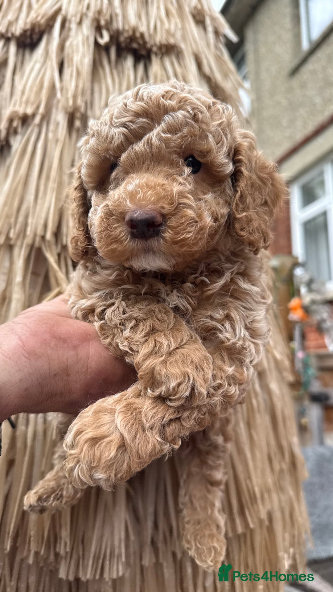 Cockapoo dogs for sale: SMALL COCKAPOO BABYS - Image 6