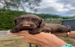 Cocker Spaniel dogs for sale: Quality KC Registered Working Cocker Spaniels - Image 6