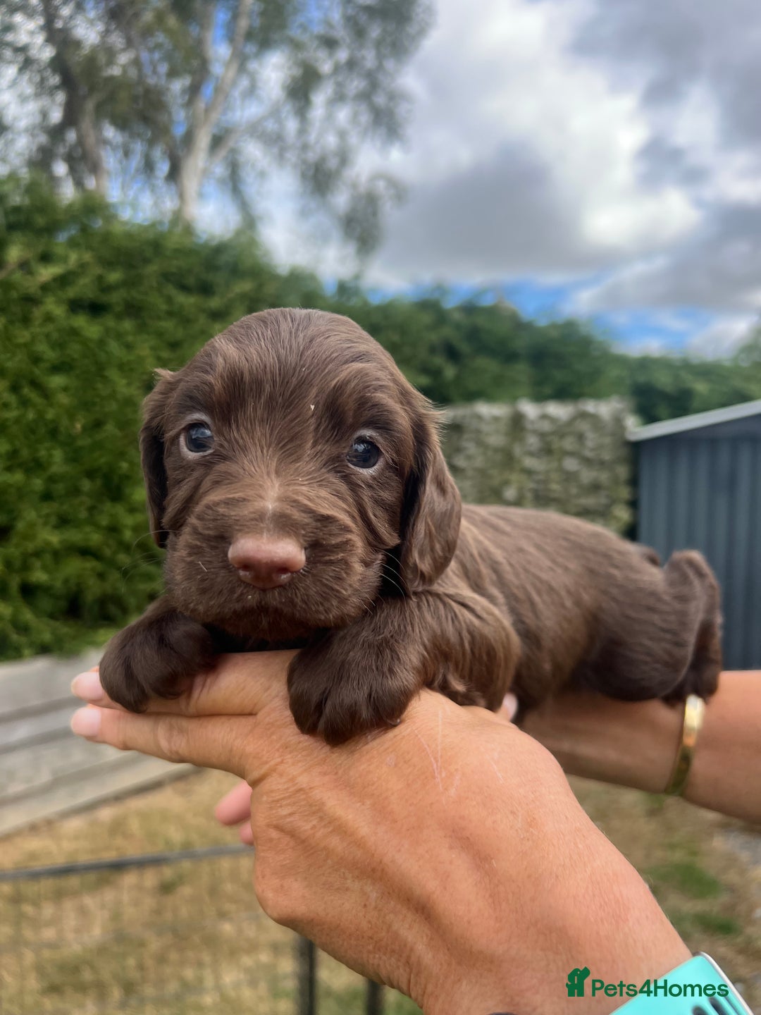 Cocker Spaniel dogs for sale: Quality KC Registered Working Cocker Spaniels - Image 6