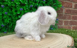 Mini Lop rabbits for sale: Stunning mini lops - Image 20