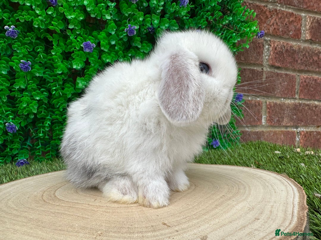 Mini Lop rabbits for sale: Stunning mini lops - Image 20