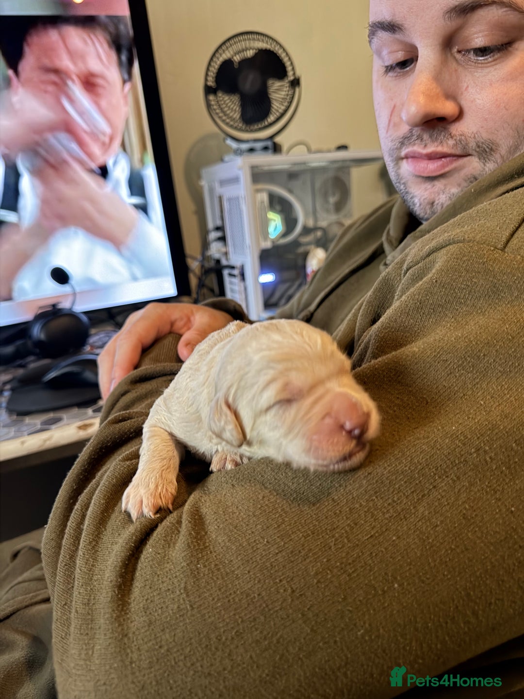 Australian Labradoodle dogs for sale: Labradoodle  - Advert 1