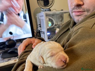 Australian Labradoodle dogs Labradoodle - Advert 3