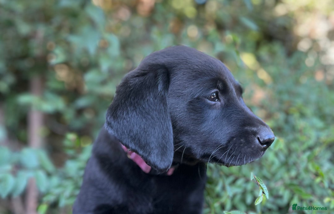 Labrador Retriever dogs for sale: QUALITY HEALTH TESTED KC LABRADOR PUPPIES  - Image 6