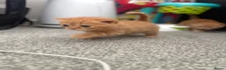 Scottish Fold cats for sale: Scottish fold kittens in Southend-on-Sea - Advert 7
