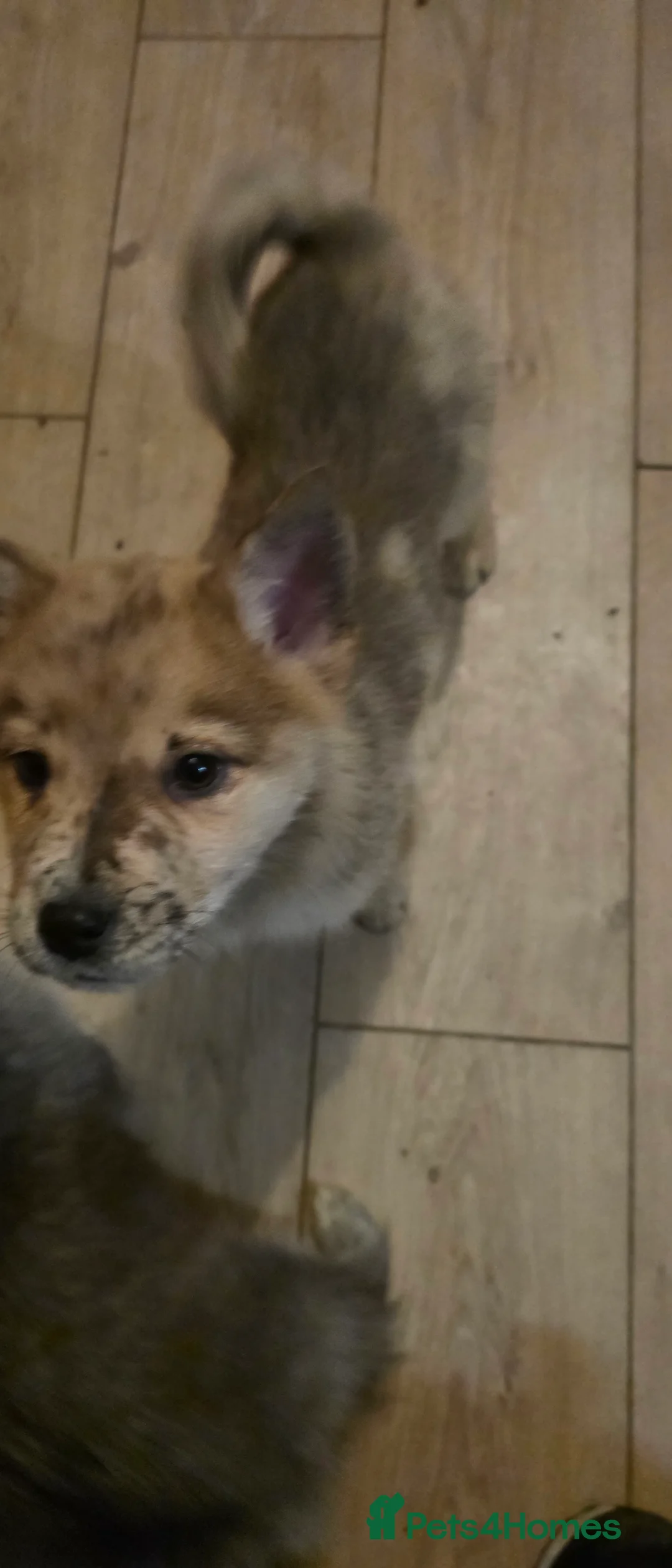 Mixed Breed dogs for sale: Adorable Merle Chowski's for sale  - Advert 10