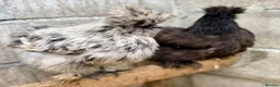 Chickens poultry for sale: Hatching Eggs🐣USA Bearded Silkies,Brahmas,Vorwerk - Advert 21