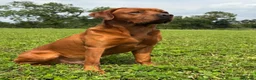Labrador Retriever dogs for stud: Perfect 0/0 Hips & Elbows Dark Fox Red Labrador ⭐️ - Advert 3