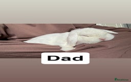 Mini Lop rabbits for sale: 4 Gorgeous Holland Lops😍 - Image 9